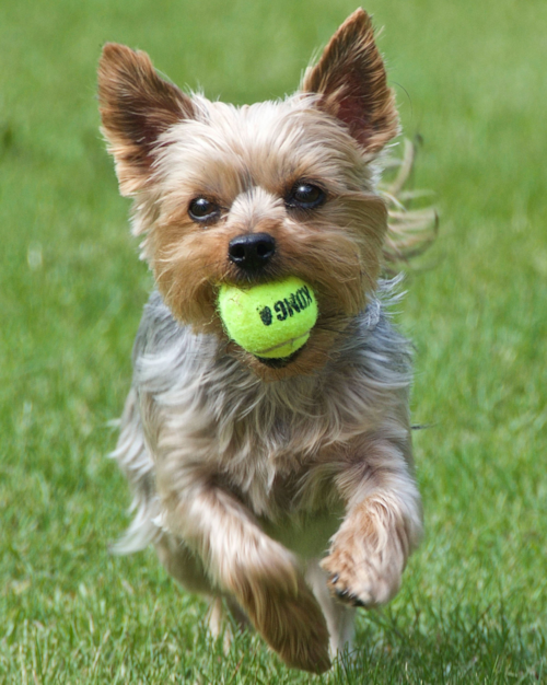small yorkshire terrier plaing fetch